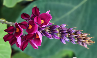 Khu tập thể có giàn hoa tím